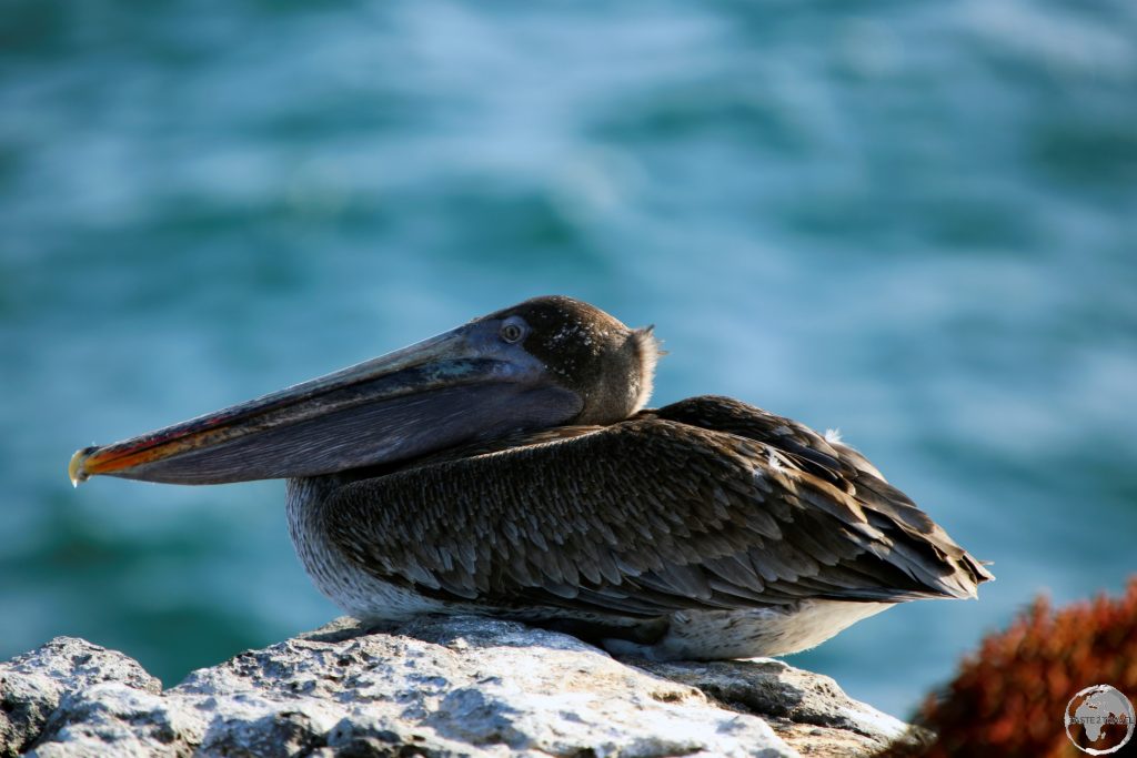 A Galápagos Brown Pelican on South Plaza island.