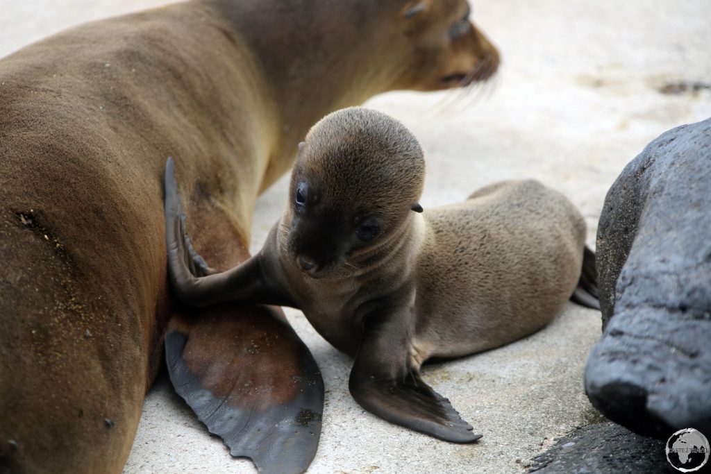 A Galápagos Seal lion pup on the beach at Punta Suarez.