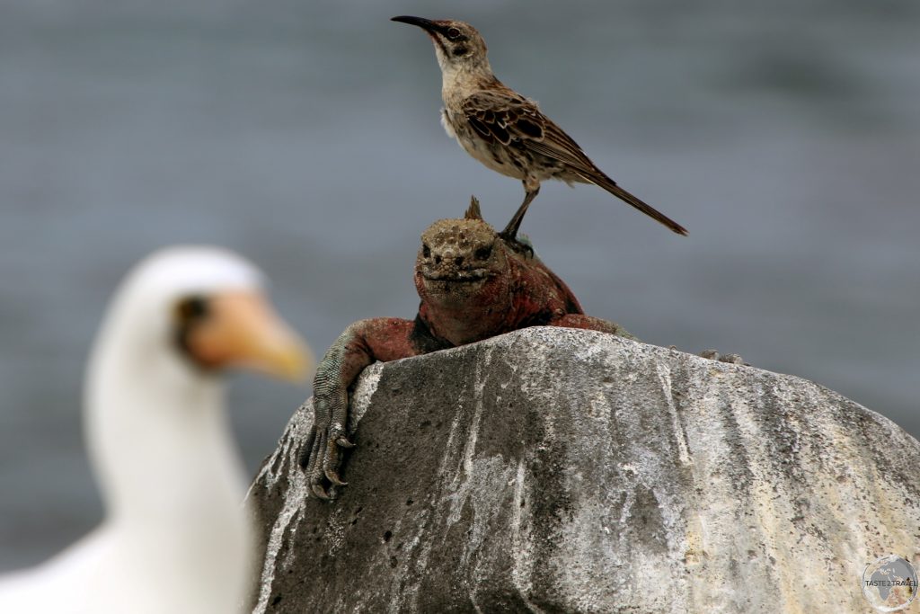 Wildlife everywhere in the Galápagos.