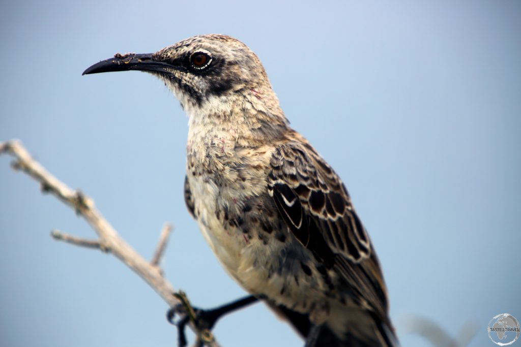 A Galápagos mockingbird at Punta Suarez.
