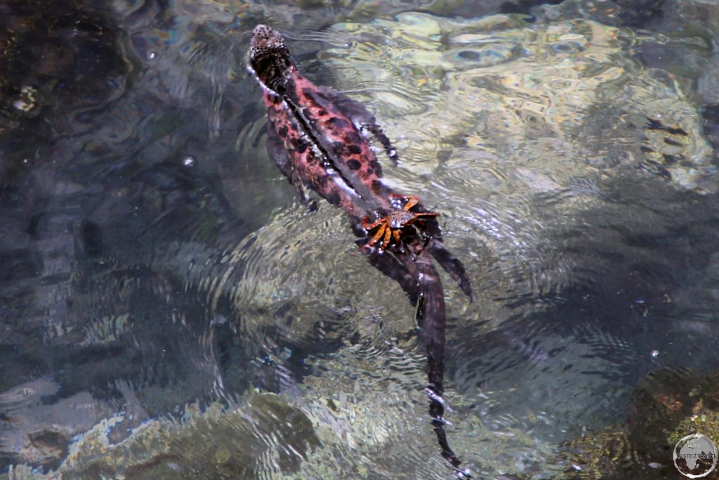 A Galápagos Sally Lightfoot crab hitches a ride on the back of a Marine Iguana at Punta Suarez.