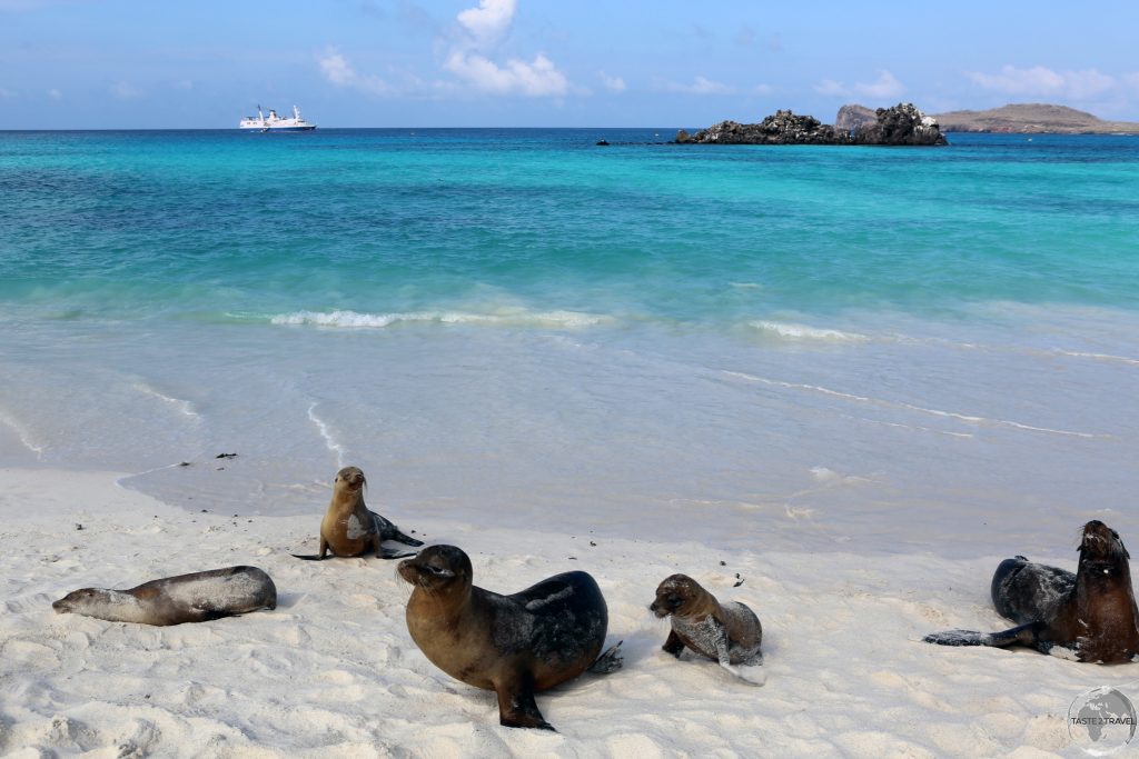 Galápagos Sea lions relaxing on the powdery white-sand beach at Gardener Bay. We snorkeled out to the submerged rock in the background.