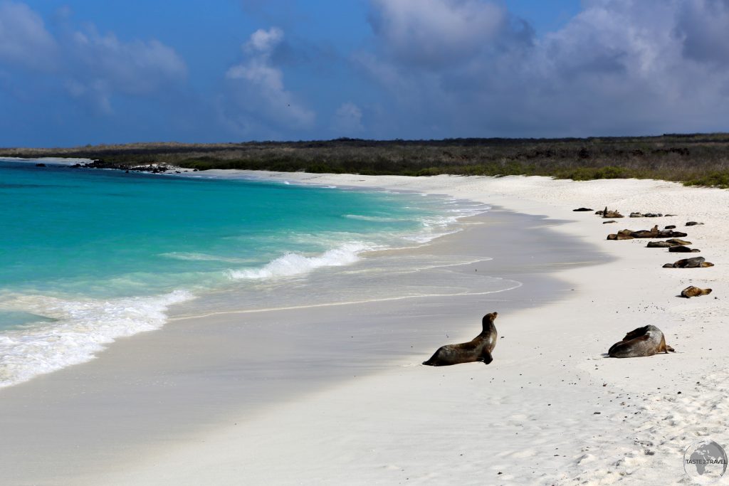 The most beautiful stretch of sand in the Galápagos - Gardener Bay, Española Island