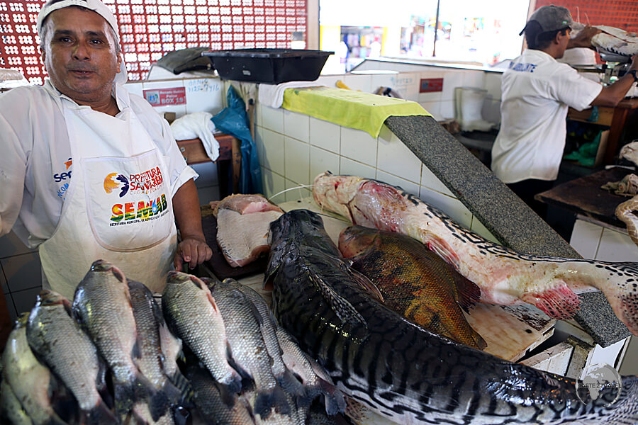 Different species of Amazon fish can be seen at the Mercado Modelo in downtown Santarém.