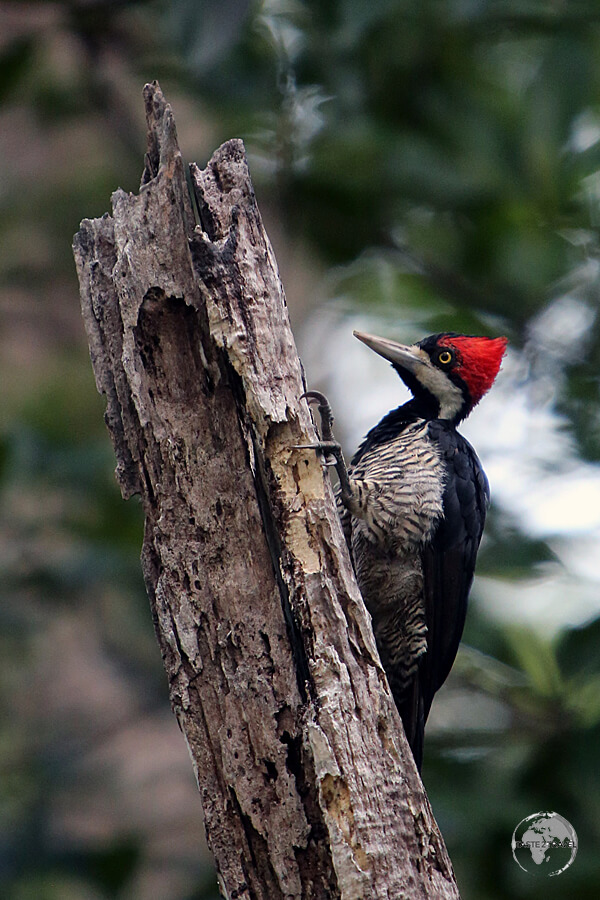 A Pileated Woodpecker on Marajó Island.