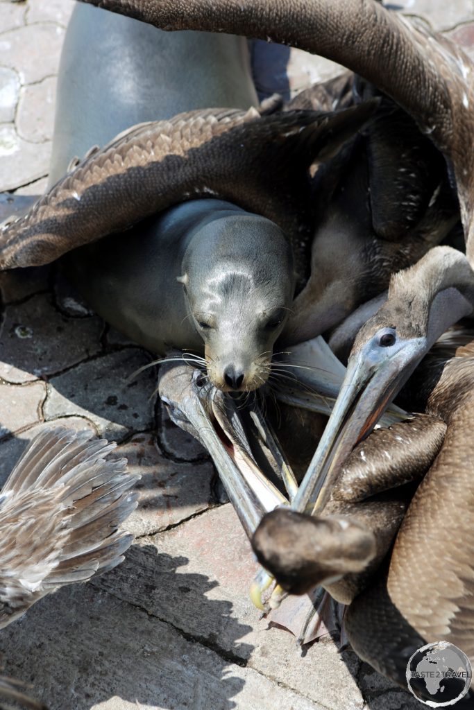 A Galápagos Sea lion competes with a mass of Pelicans for fishy scraps at the fish market in Puerto Ayora, Santa Cruz island.