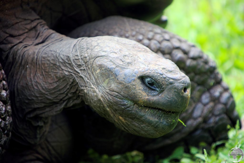 The Galapagos tortoise moves at an average a speed of 0.18 miles per hour.