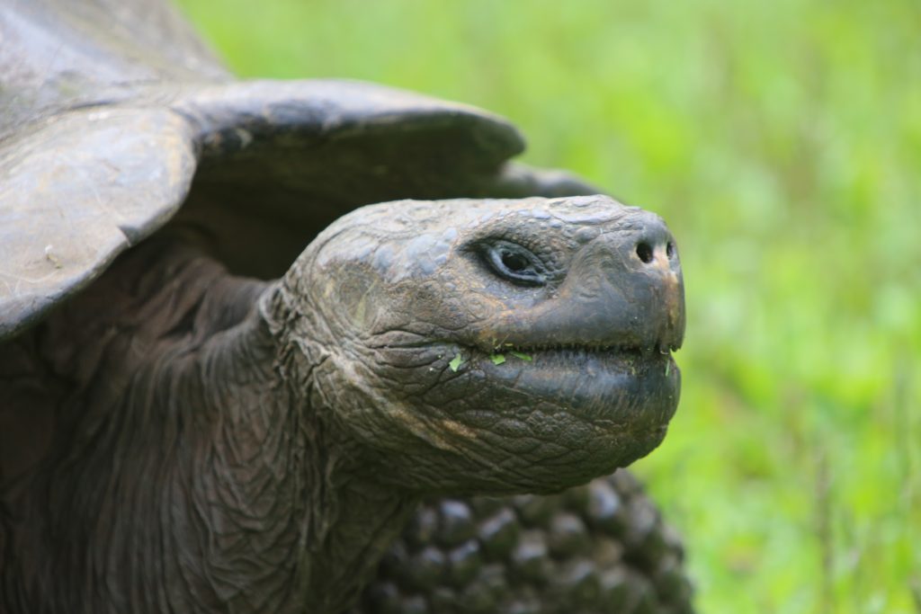 The Galapagos tortoise is the largest tortoise on the planet.