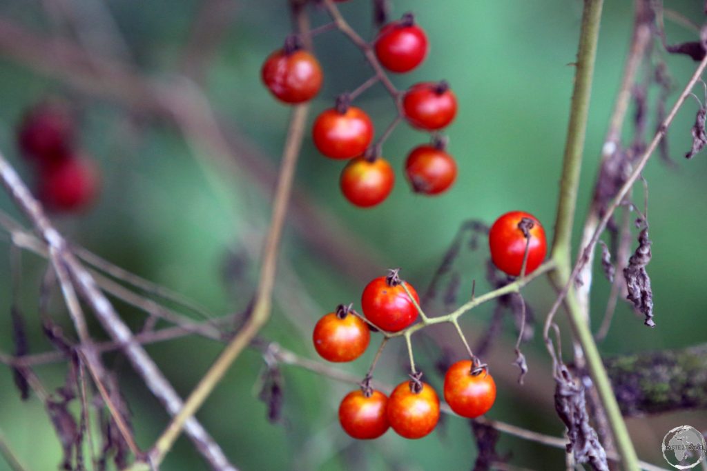 Galápagos wild tomatoes growing in the highlands of Santa Cruz island.