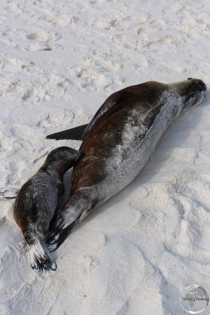 A Galápagos Sea Lion pup feeding at Gardener Bay.