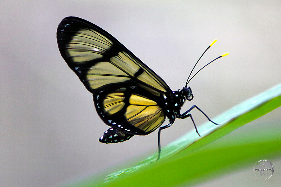 One of the beautiful stars of the Pilpintuwasi Butterfly Farm.