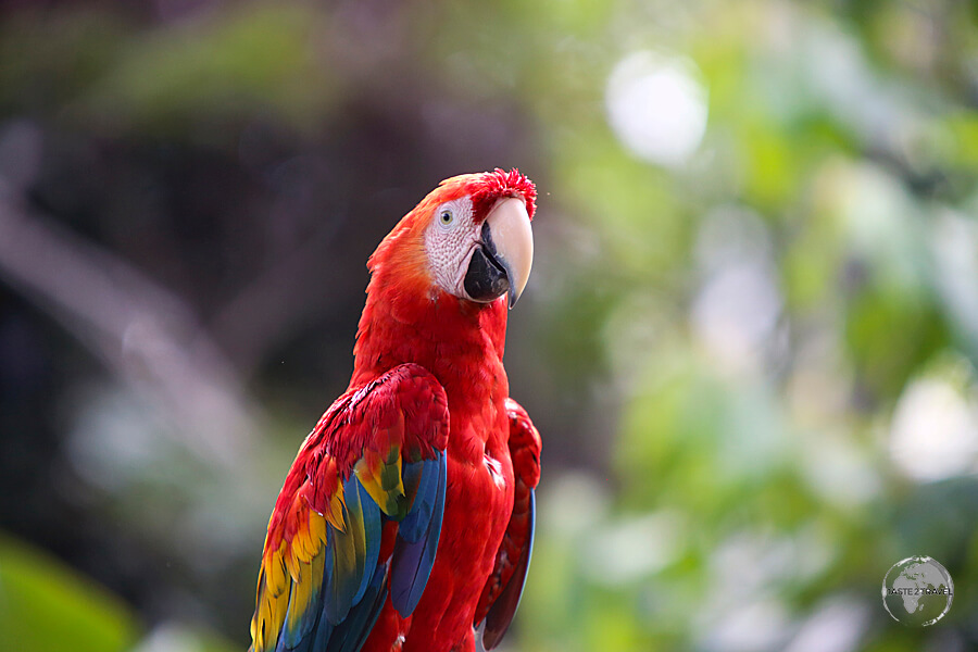The largest parrot species, Macaws are a common sight in Iquitos, Peru.