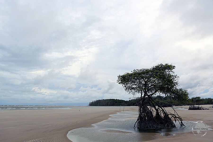 Marajó Island features miles of deserted, wild, sandy beaches, including Praia do Pesqueiro.