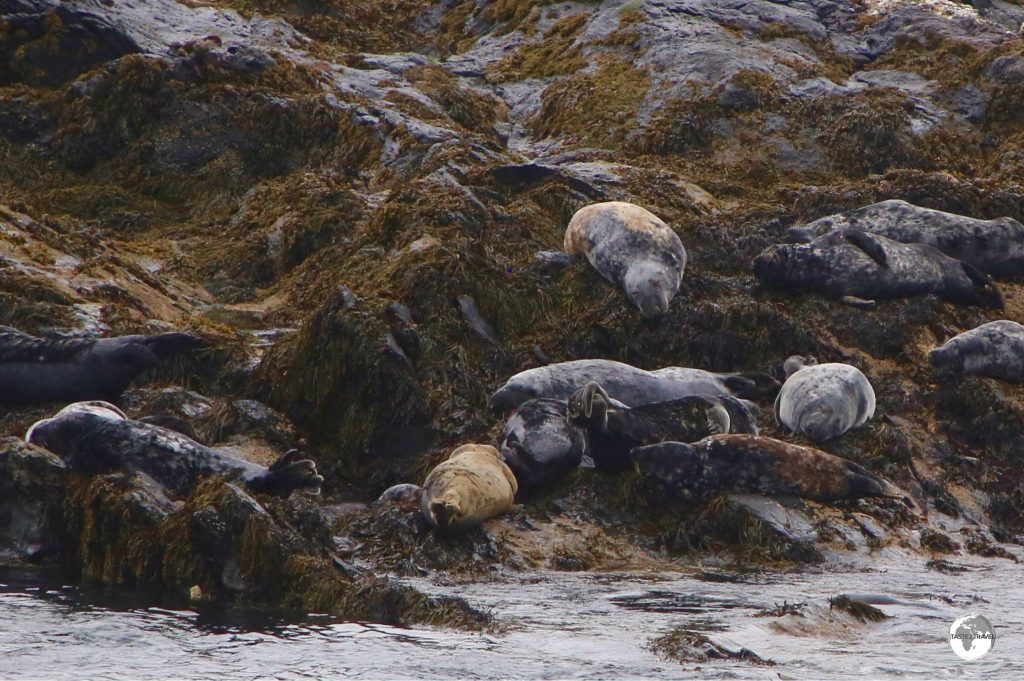 A seal colony on the Calf of Man.