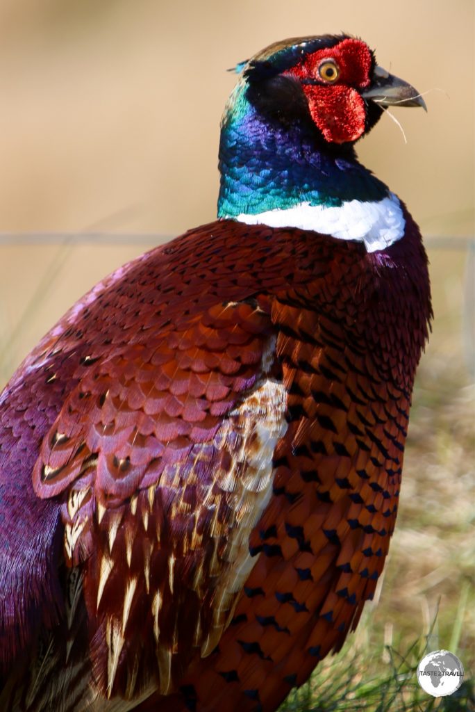 The beautiful Ring-necked Pheasant is a common sight on the Isle of Man.