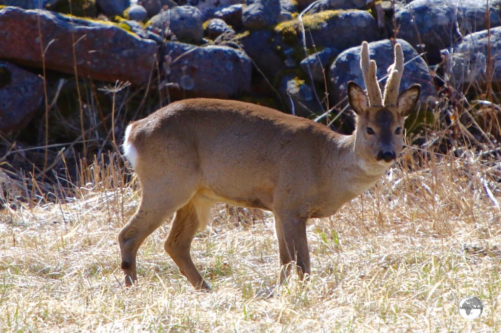 There are an estimated 15,000 Roe deer on the Åland Islands.