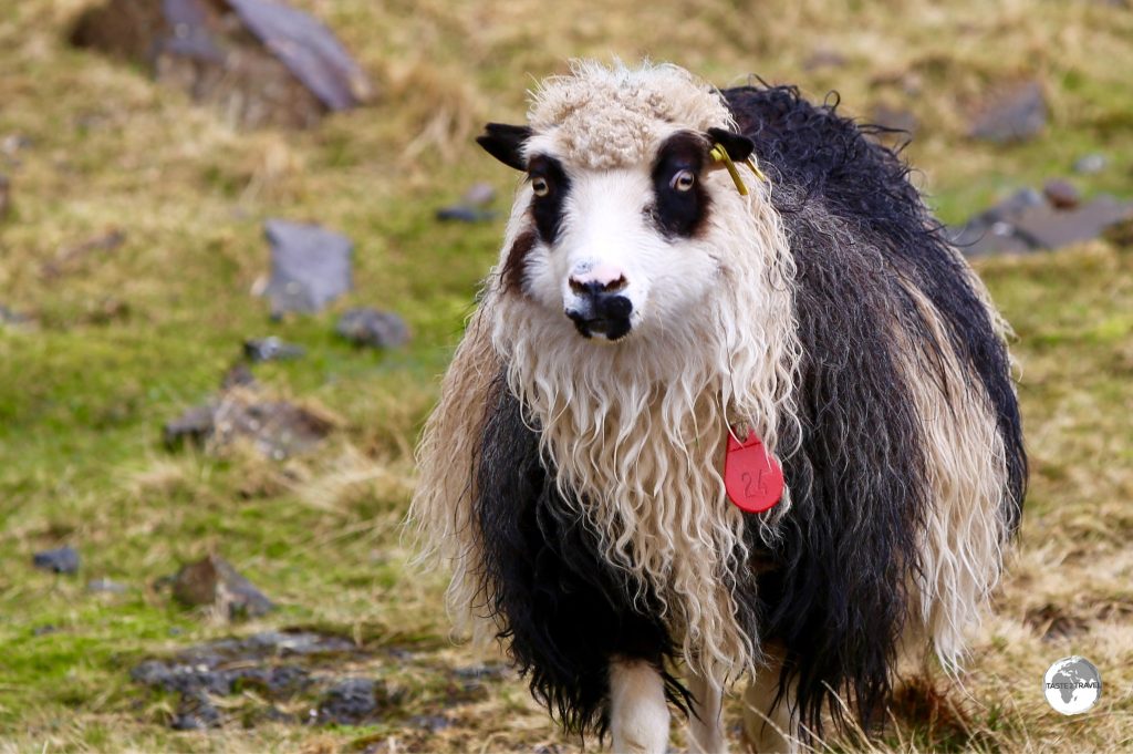 Many restaurant menus provide the opportunity to sample Faroese 'free-range' sheep.