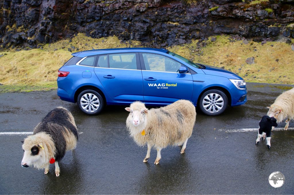 My rental car surrounded by some curious Faroese Sheep.