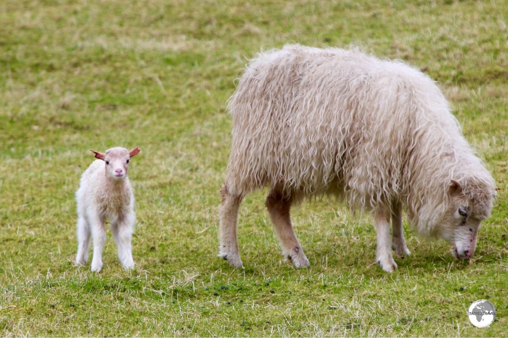 The name 'Faroe' is an old Norse word for 'Sheep' which are plentiful on the islands.