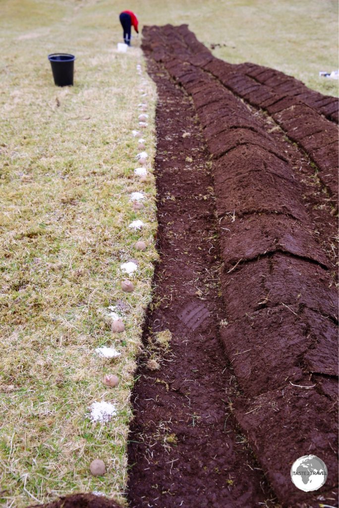 Potato farming on the Faroe Islands involves covering a potato and some fertiliser with a cut section of peat where it will incubate.
