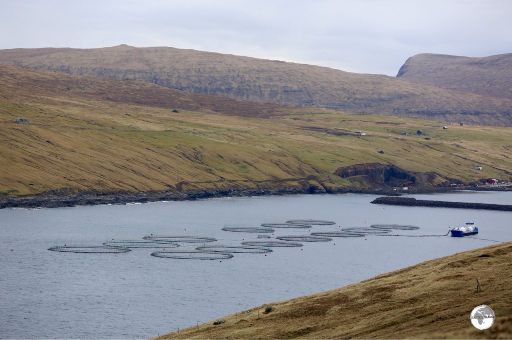 No shortage of fresh Atlantic Salmon in the Faroe Islands.
