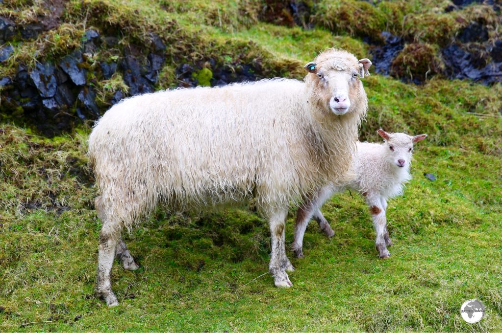 Many restaurant menus provide the opportunity to sample Faroese 'free-range' sheep.