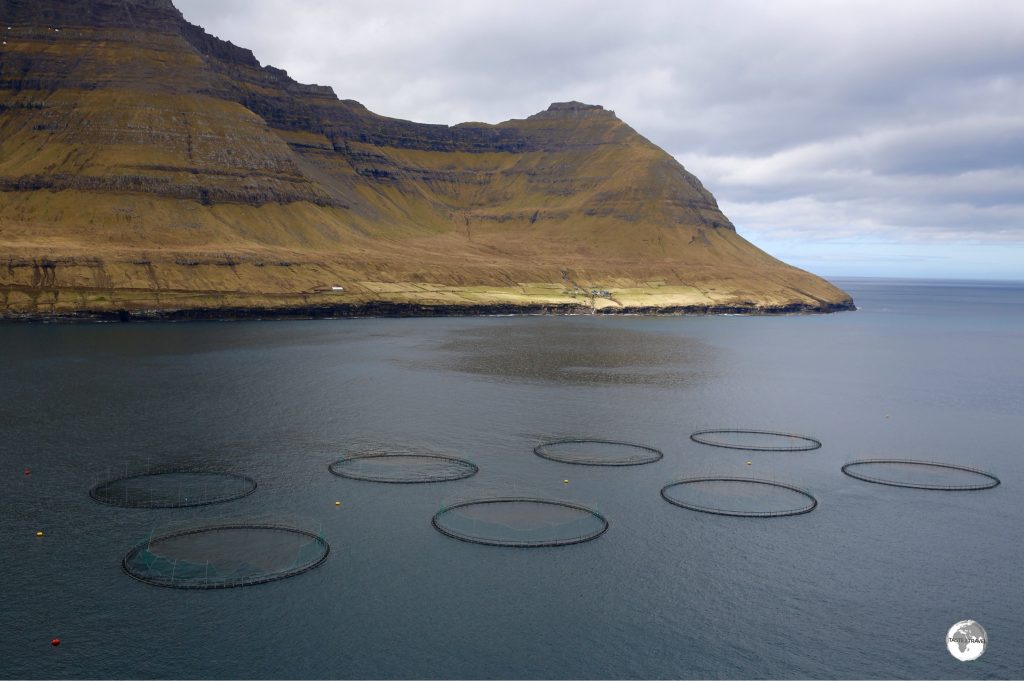 No shortage of fresh Atlantic Salmon in the Faroe Islands.