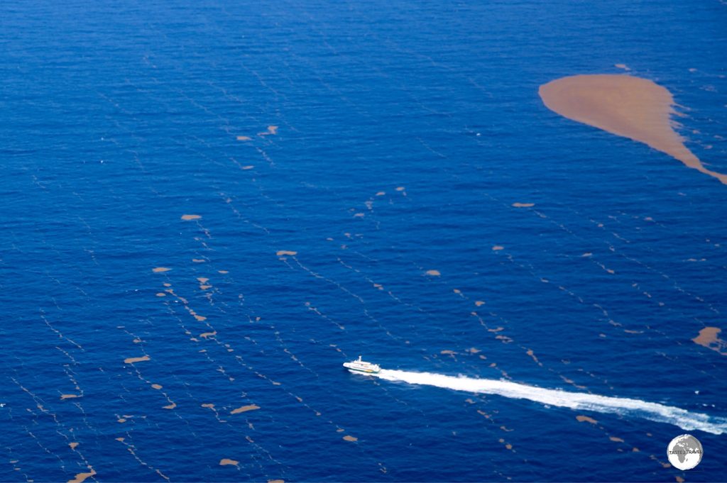 A view of the Jaden Sun, en-route from Antigua to Montserrat, cutting a path across giant Sargassum seaweed blooms.