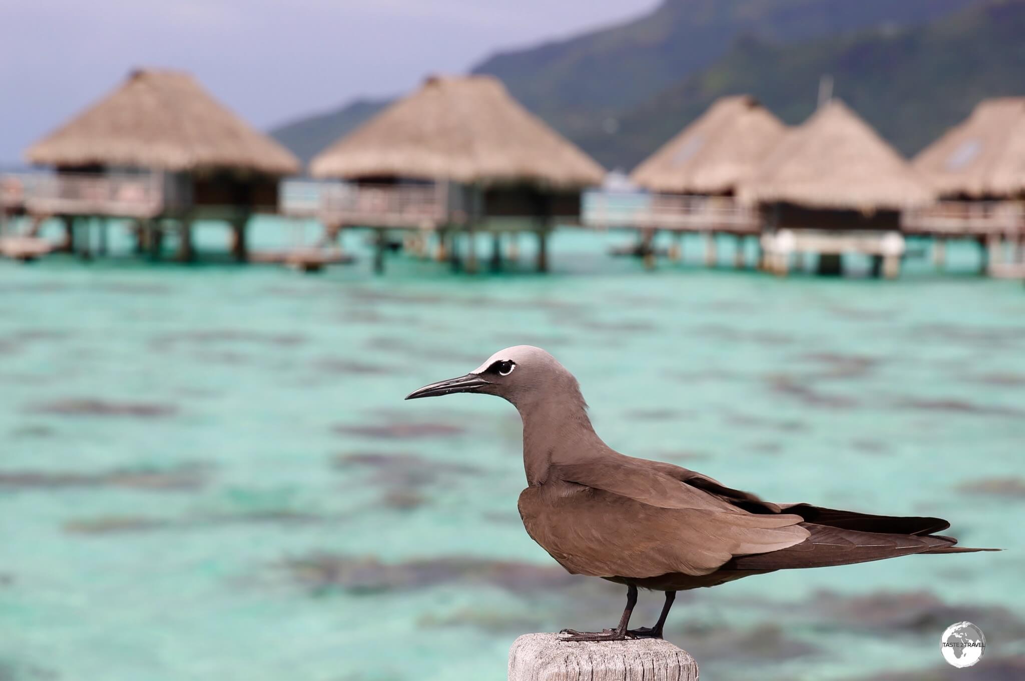 A Brown Noddy at the Hilton Moorea Lagoon Resort.