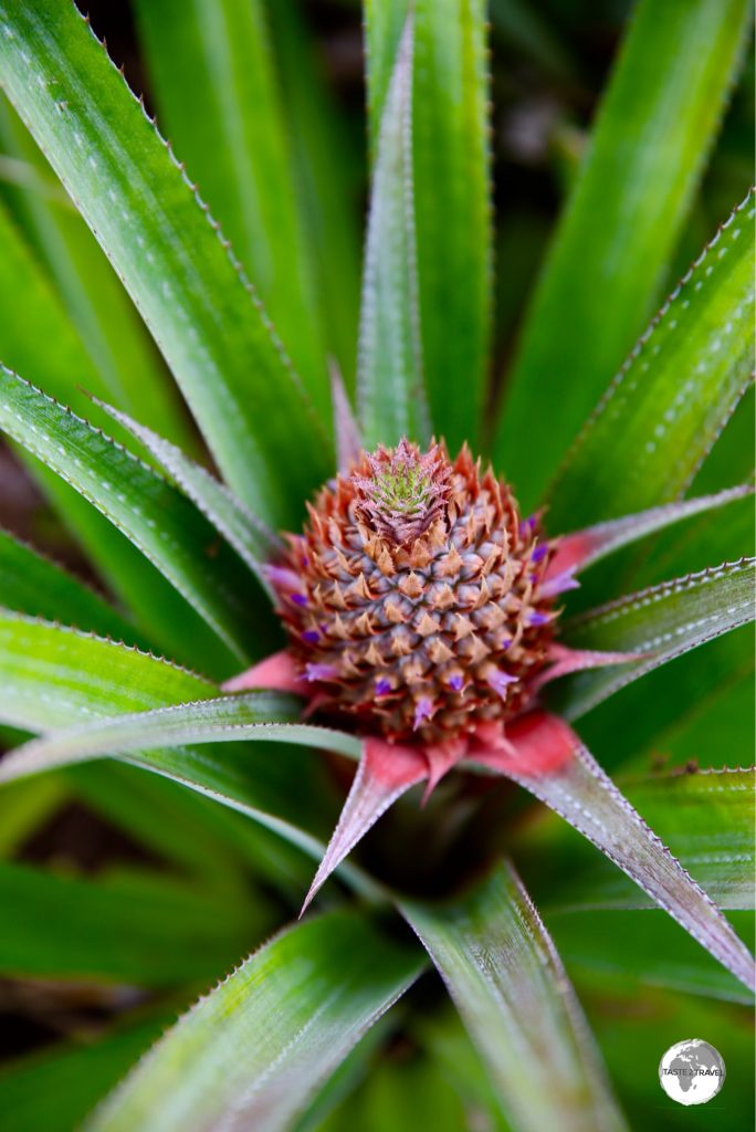 A young pineapple on one of the plantations that line the ‘Route des Ananas’.
