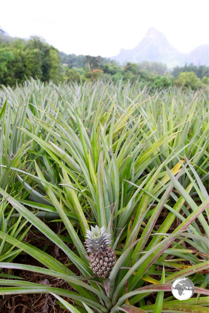 A pineapple plantation on the 'Route des Ananas'.