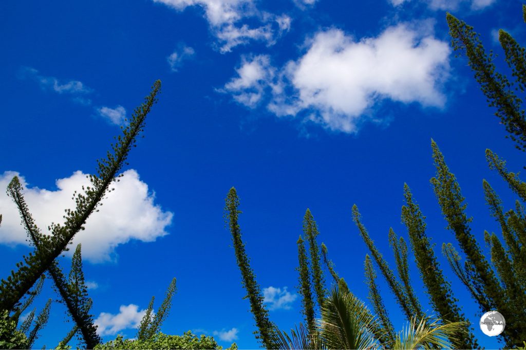 Baie des Tortuges (Turtle Bay) is lined with wildly contorted Araucaria pine trees