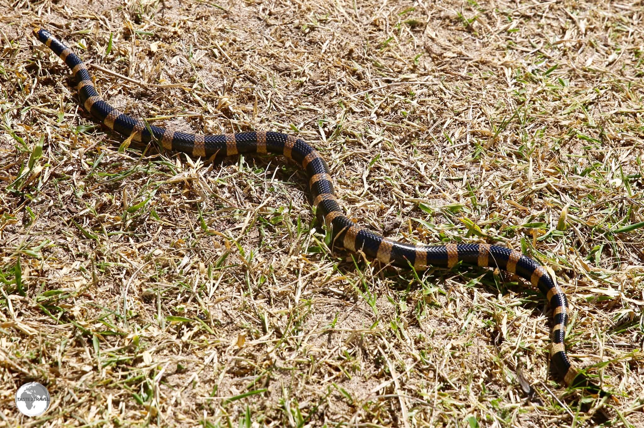 Amédée Island is a nesting site for the highly venomous "Tricots Rayé" (Striped Sea Snake).