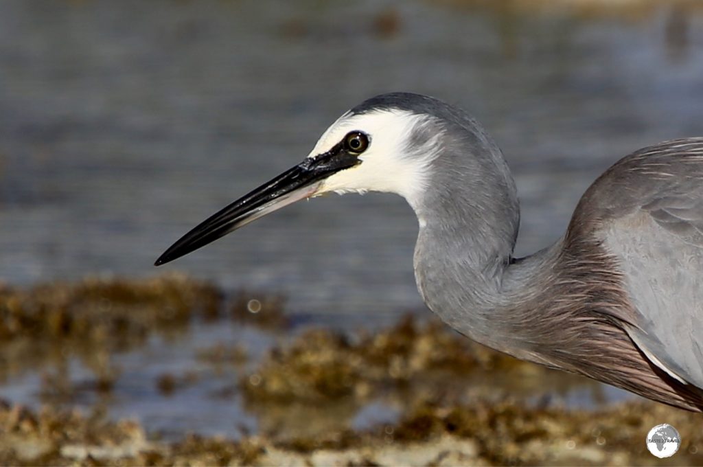 A White-faced Heron, fishing for a meal, on the Isle of Pines.