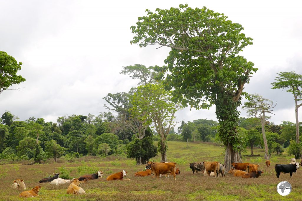 Happy, free-range cows on Efate.