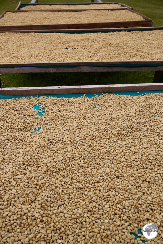 Green Arabica beans drying in the sun before being transported to Port Vila for roasting.