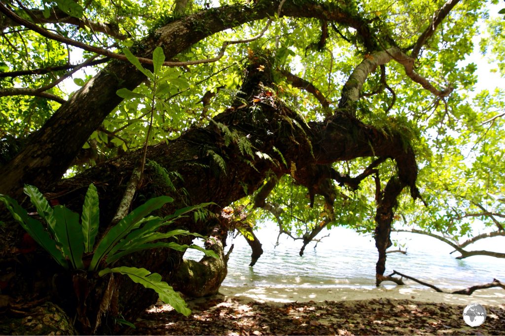Giant Tamanu trees provide ample shade on the beach at Malo Island.