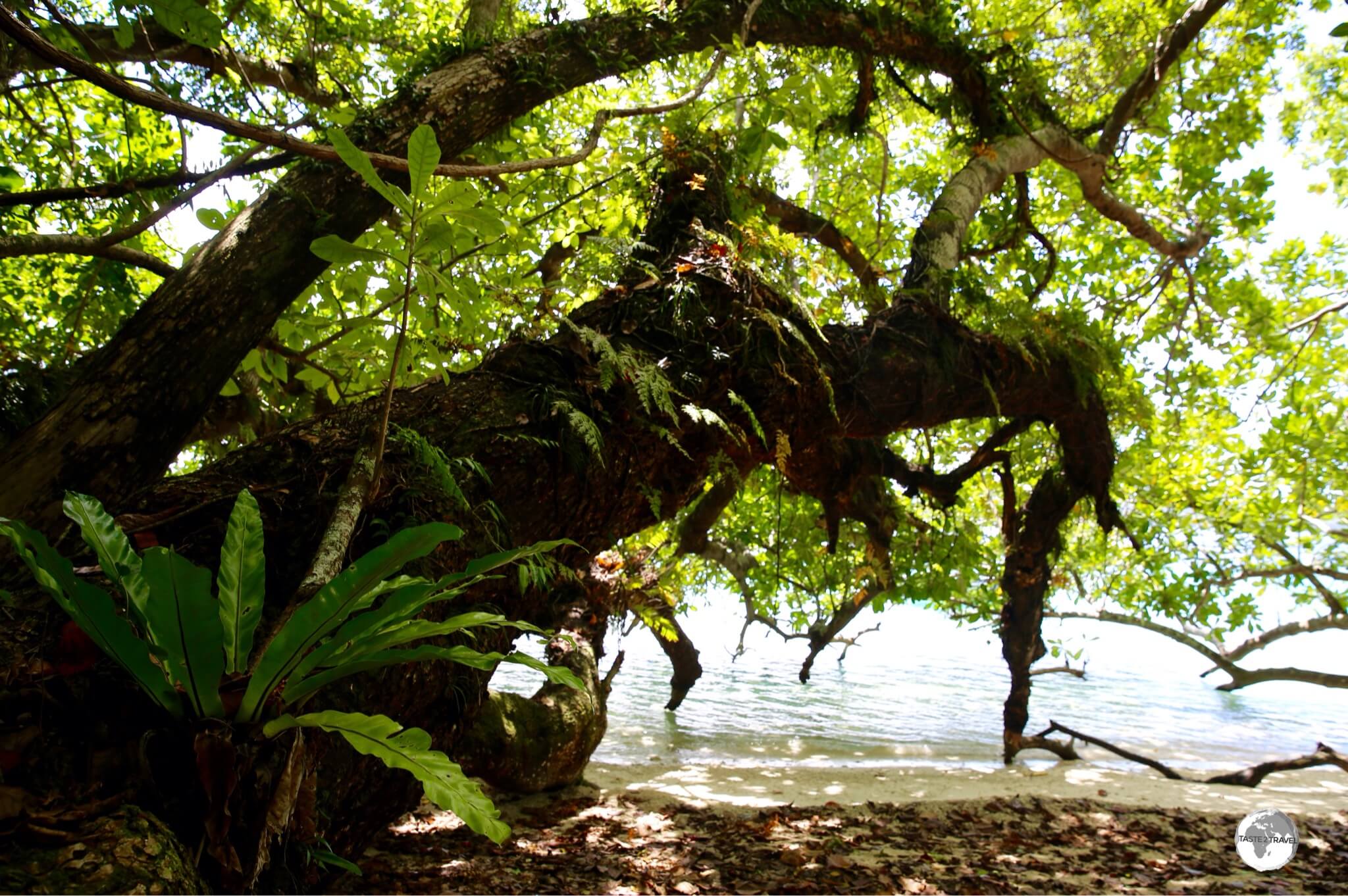 Giant Tamanu trees provide ample shade on the beach at Malo Island and host several native species of wild orchids.