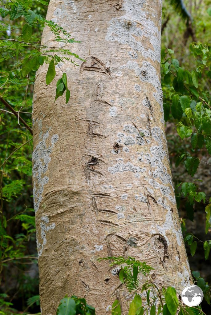 The light wood of the Sycamore tree is ideal for carving canoes. Locals on Lelepa island 'reserve' their tree by carving their names into the trunk.
