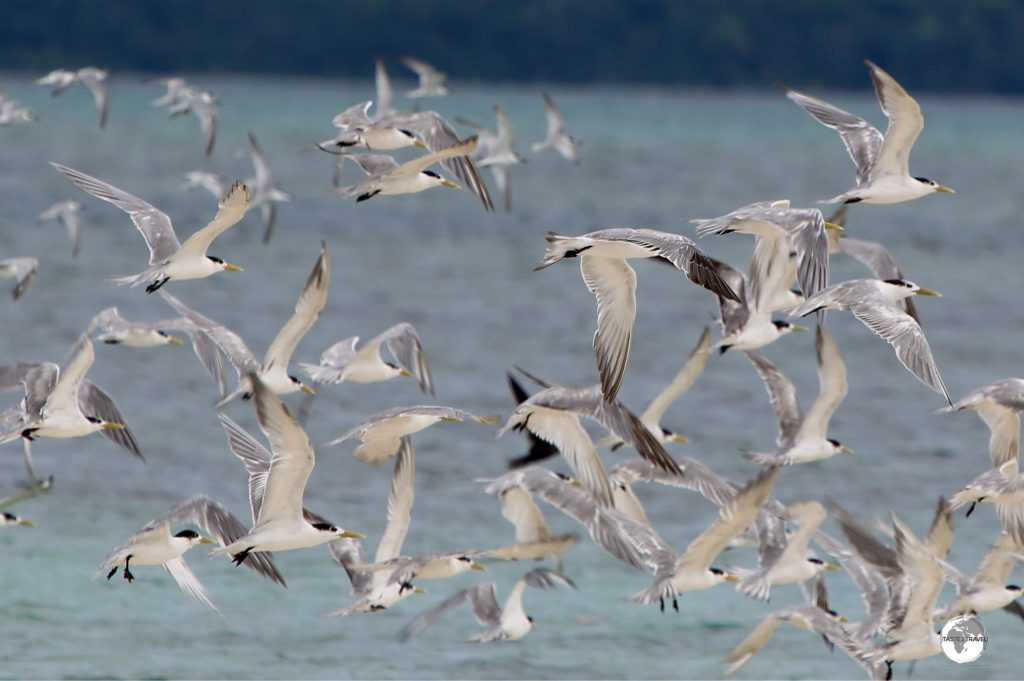 Seagulls at Munda.