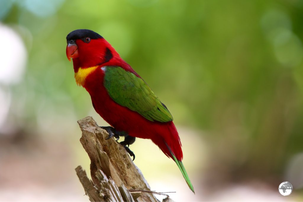 'Kennedy' is a cheeky Yellow-Bibbled Lory.
