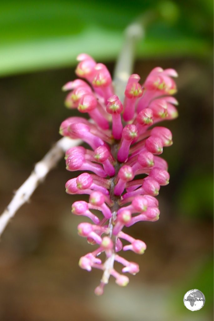 A native orchid on Malo Island.