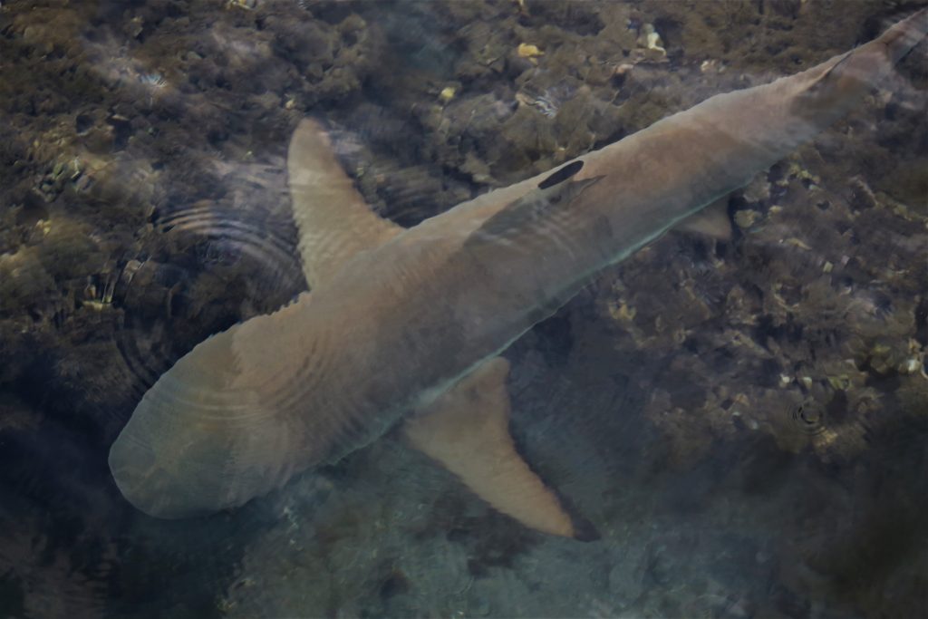 Just one of several large and friendly Nurse sharks which visited the jetty at Linareva Moorea Beach Resort each evening.