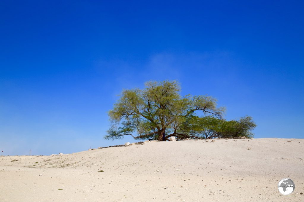 A lone green desert dweller, the Tree of Life.