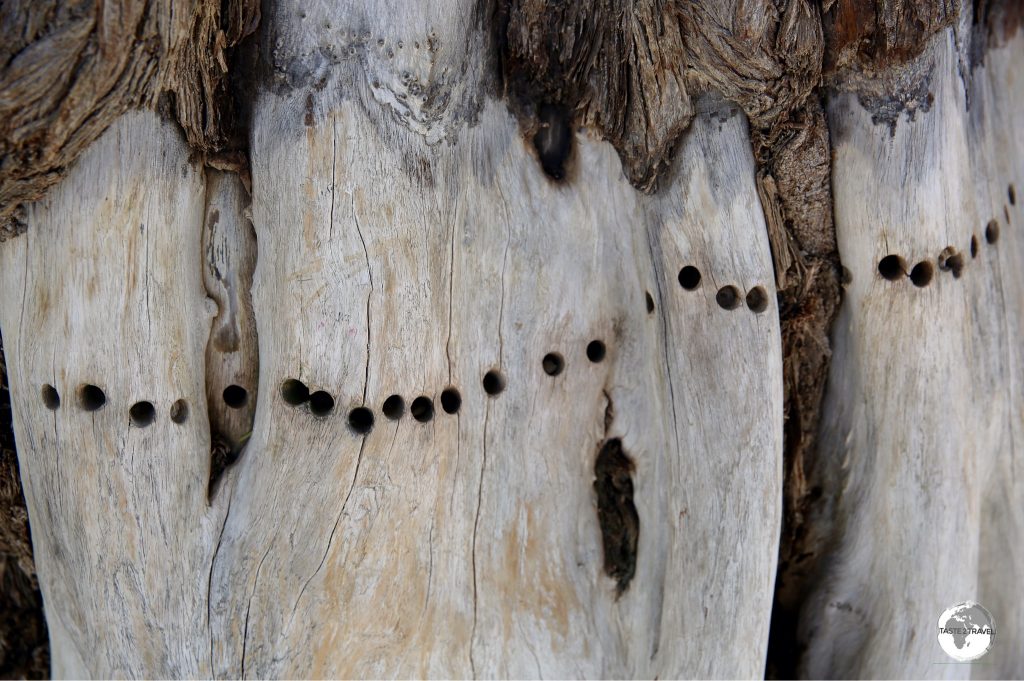 Drill holes from dendrochronology sampling can be seen on the lower trunk of the tree.