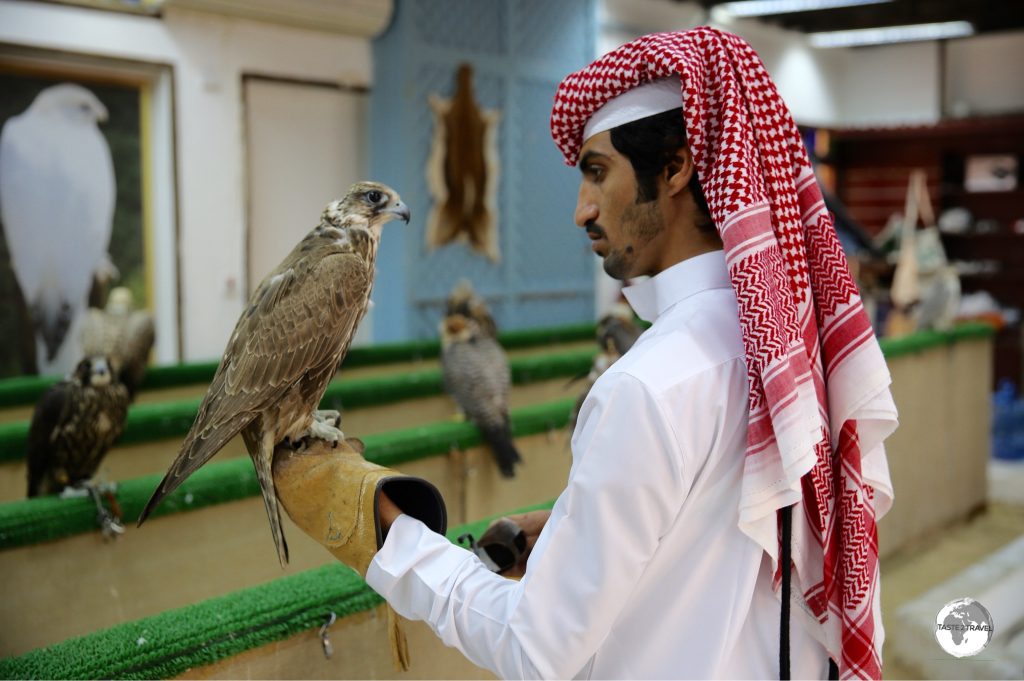 A customer inspects a Falcon prior to purchase. Falconry is serious business in Qatar!