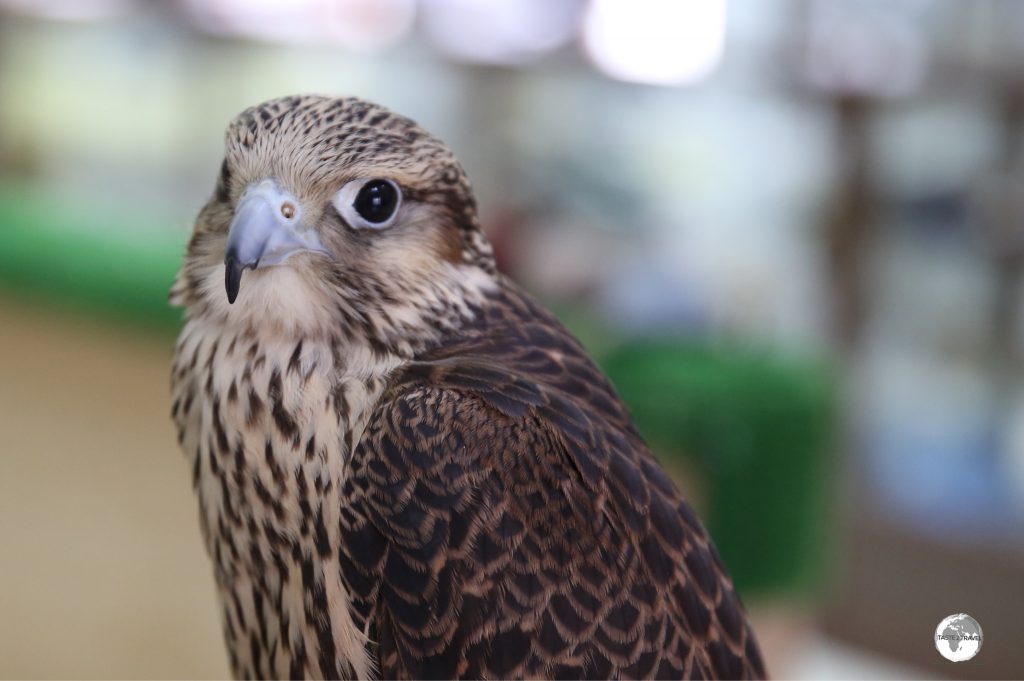 Falcons sold at the souk come with their own passports, attesting to their Qatari origin.