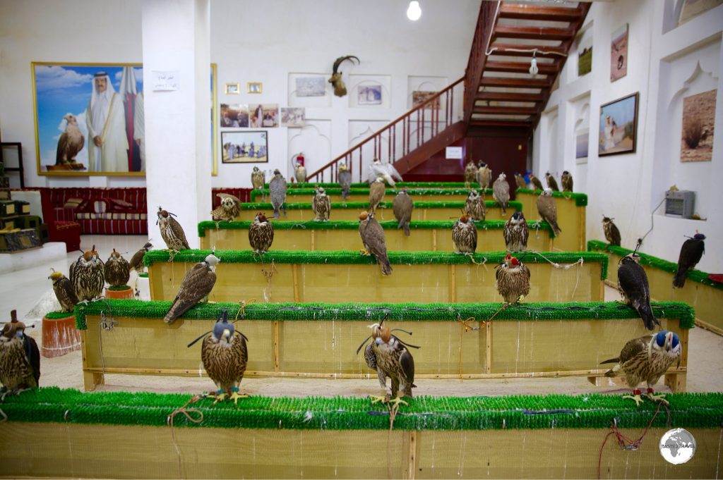Falcons for sale in one of the many shops which can be found in the Falcon Souk.