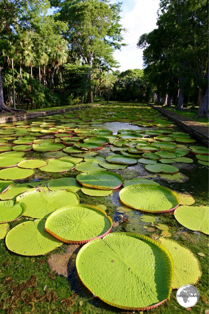 The giant ‘Victoria amazonica’ water lilies are a highlight of the Botanical Garden.