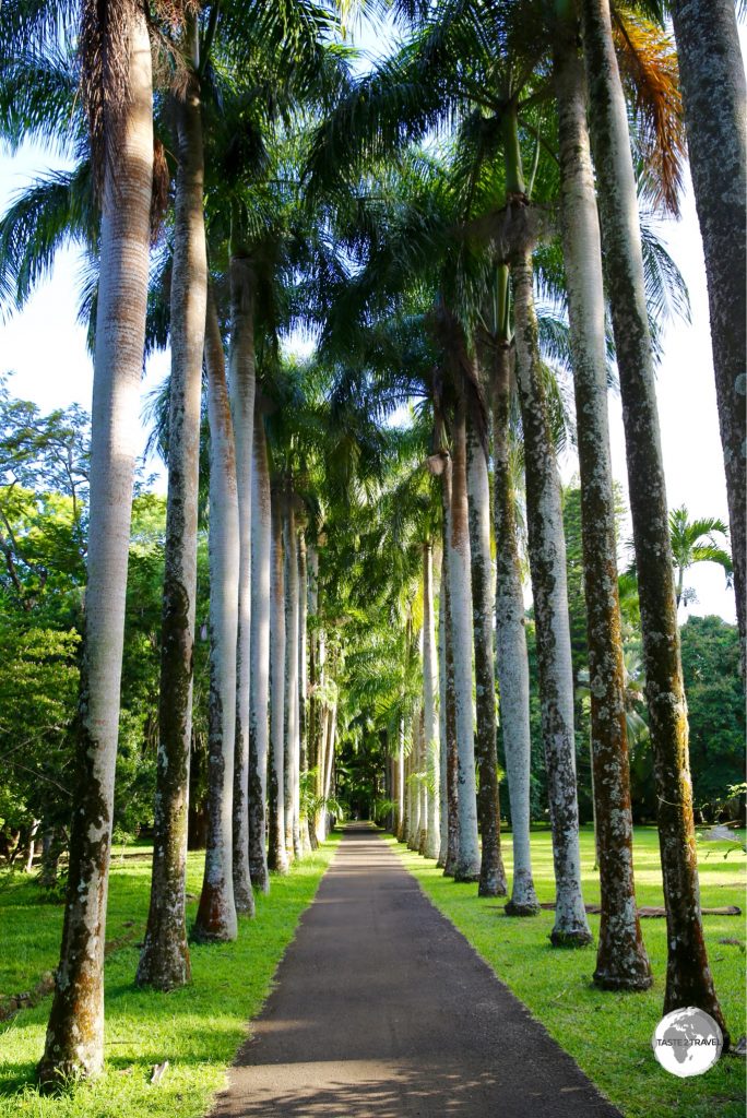 The botanical garden is home to no less than 85 different varieties of palm trees.
